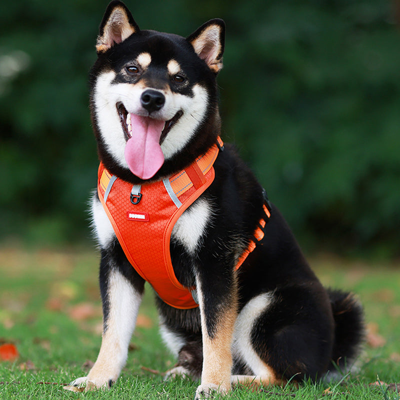 Reflective Dog Harness |