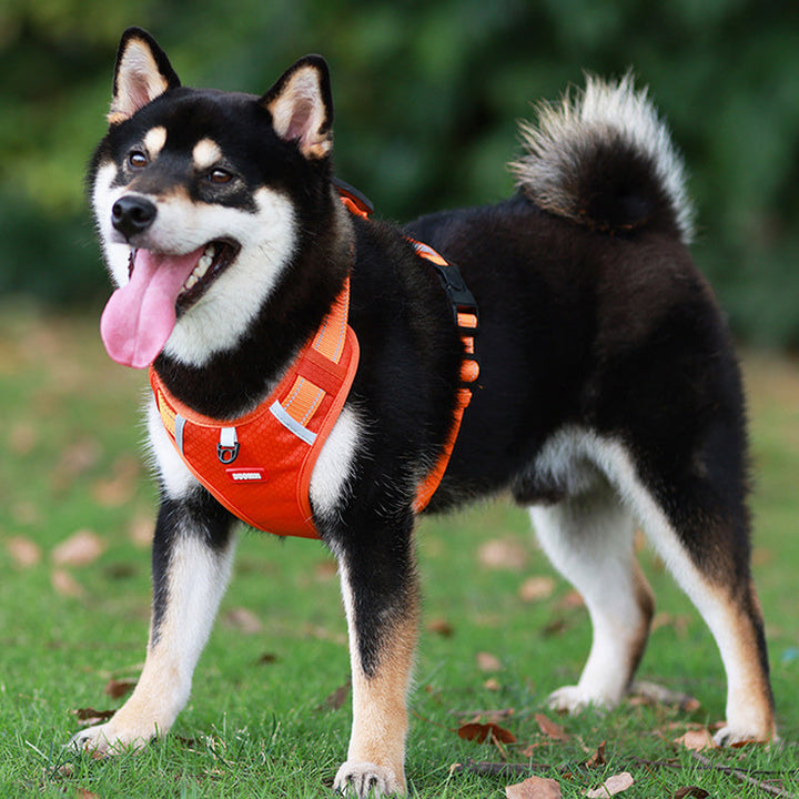 Reflective Dog Harness |