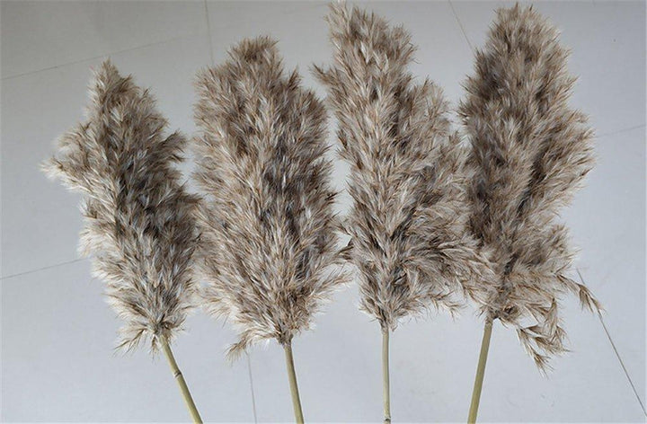 60 cm natural, real, brown-beige dried pampas grass bouquet │ fluffy feather for modern boho home decoration