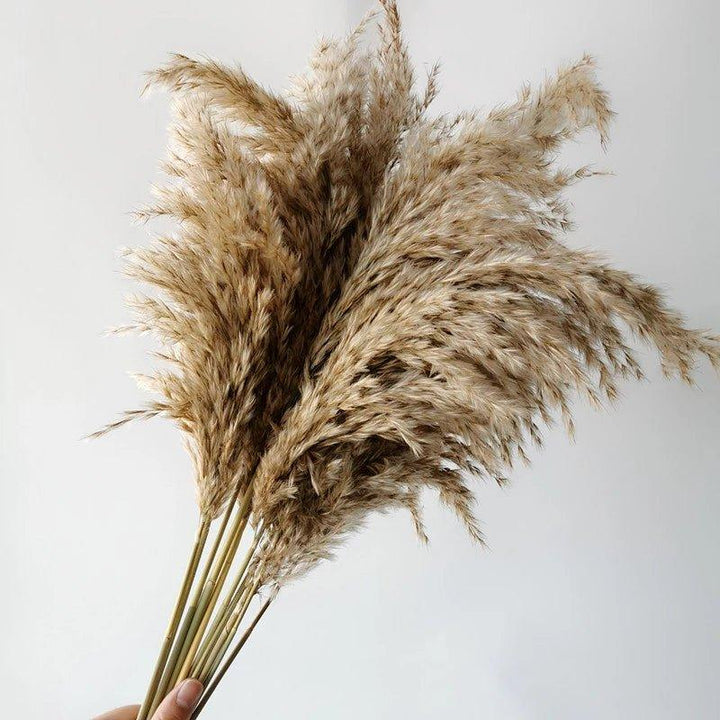60 cm natural, real, brown-beige dried pampas grass bouquet │ fluffy feather for modern boho home decoration