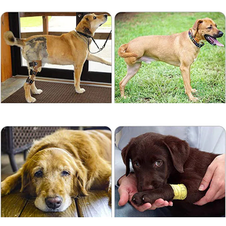 Orthopedic Rear Leg Support Harness for Dogs – Ideal for Arthritis, Hip Dysplasia &amp; Mobility Aid
