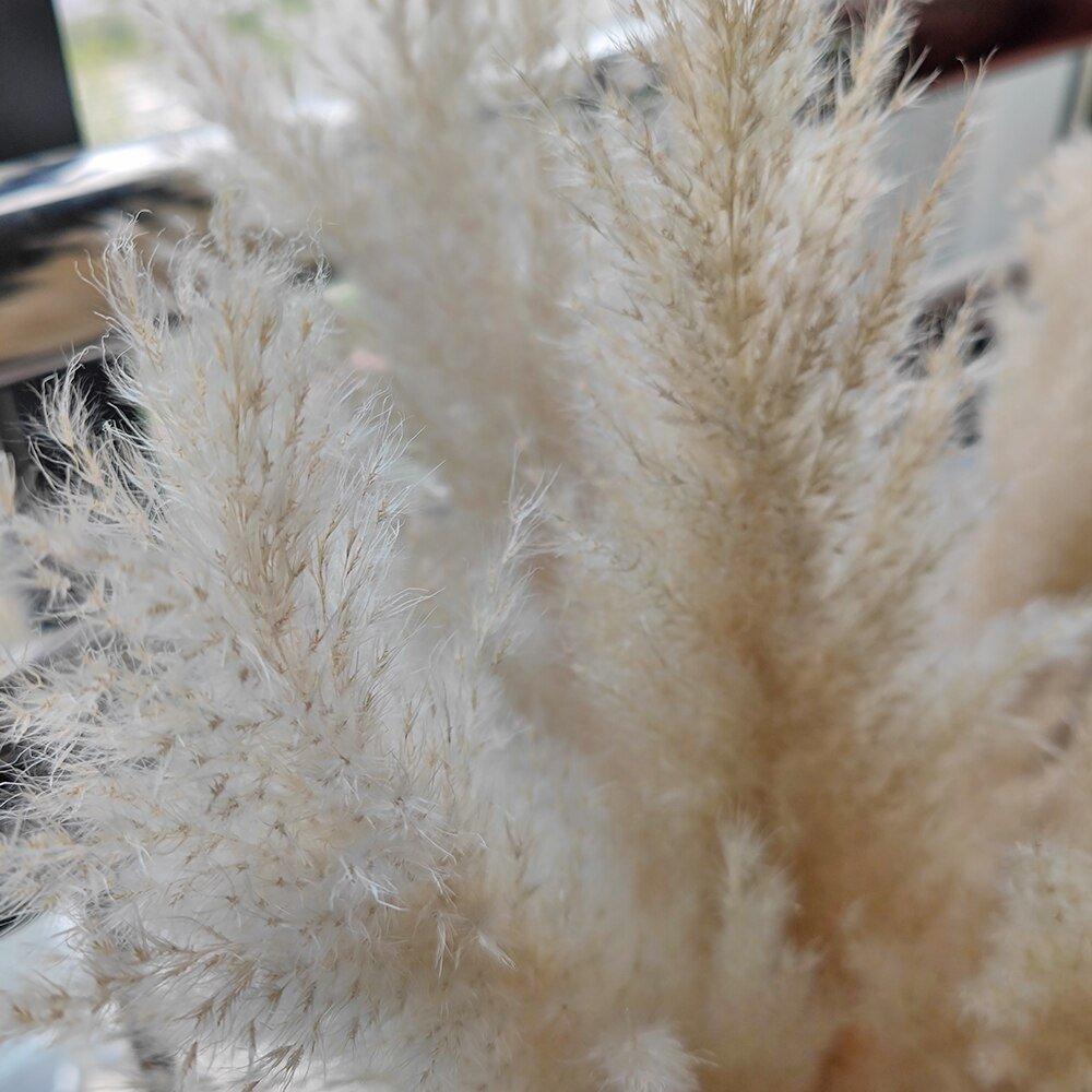80 cm natural, real dried pampas grass bouquet (white / beige / grey) │ fluffy feather for modern boho home decor
