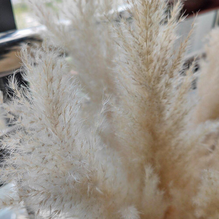 80 cm natural, real dried pampas grass bouquet (white / beige / grey) │ fluffy feather for modern boho home decor