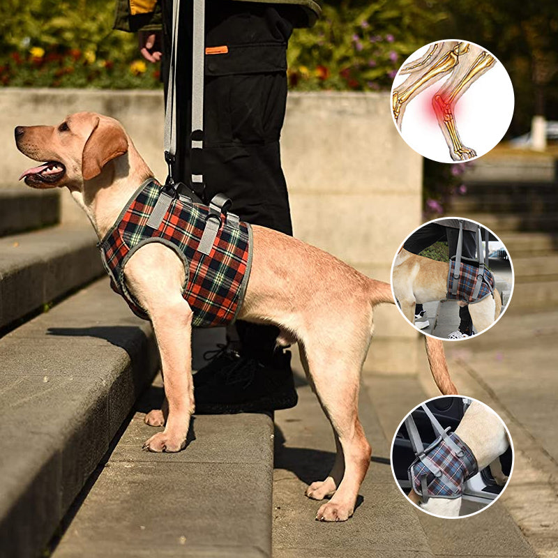 Orthopedic Rear Leg Support Harness for Dogs – Ideal for Arthritis, Hip Dysplasia &amp; Mobility Aid
