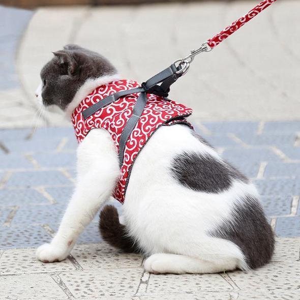 Collar jacket and leash for cat |