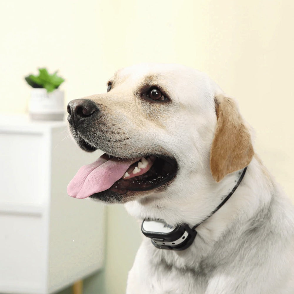 SafeZone Wireless Dog Fence &amp; Training Collar – Rechargeable, Waterproof &amp; Pet-Friendly Correction Modes