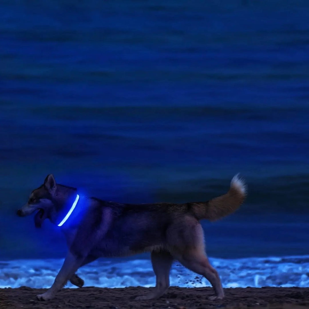 LED Safety Dog Collar with Adjustable Fit