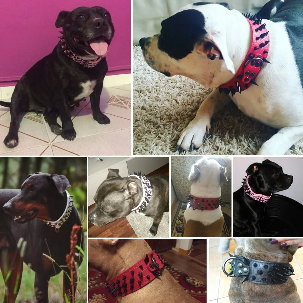 Dog collar with studs for large dogs