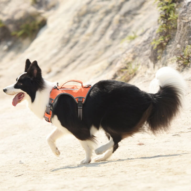 Multifunctional explosion-proof anti-pull harness for medium to large dogs harness