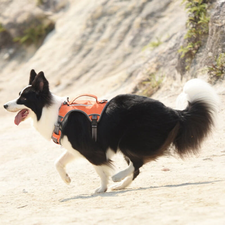 Multifunctional explosion-proof anti-pull harness for medium to large dogs harness