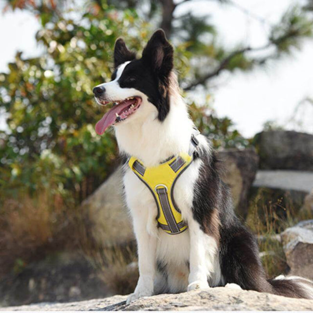 Multifunctional explosion-proof anti-pull harness for medium to large dogs harness