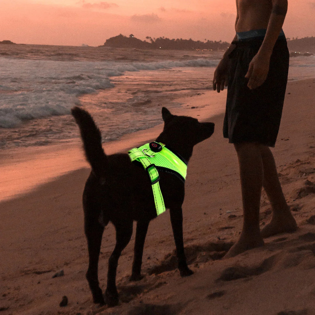 LED Dog Harness USB rechargeable &amp; adjustable