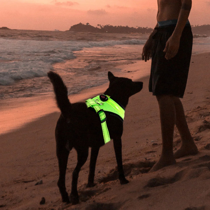 LED Dog Harness USB rechargeable &amp; adjustable