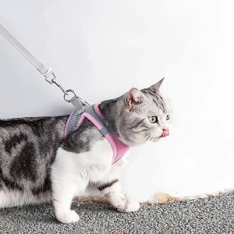 Adventurous Cat Harness with Leash – Adjustable and Reflective |
