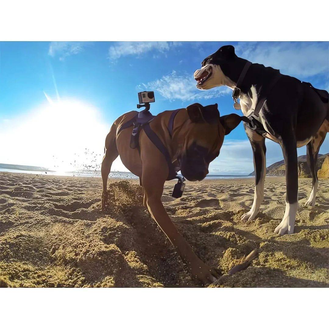 Action-Cam Dog Harness with 360° Perspective