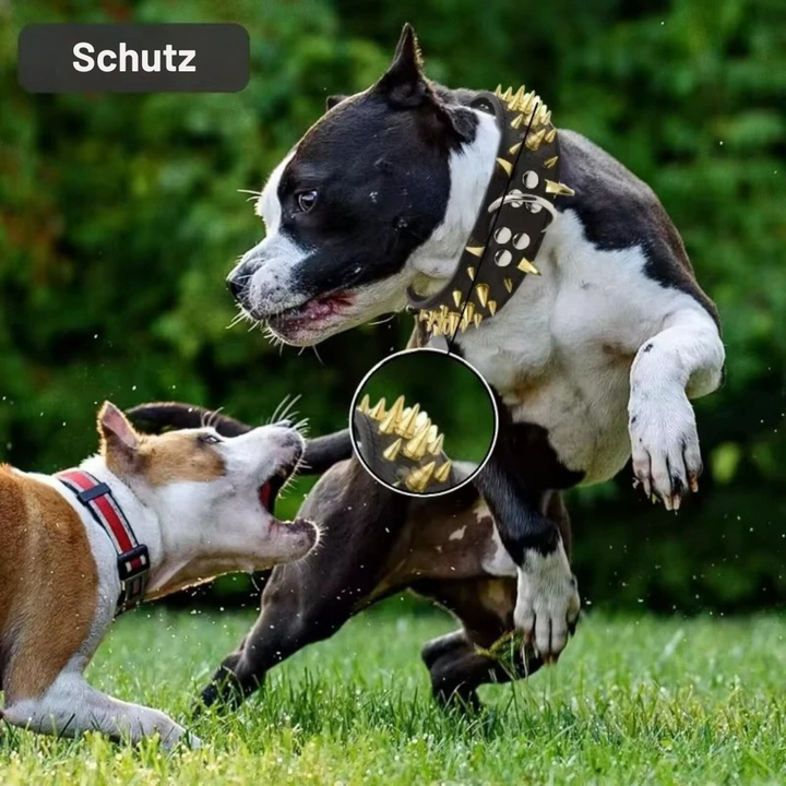 Dog collar with studs for large dogs
