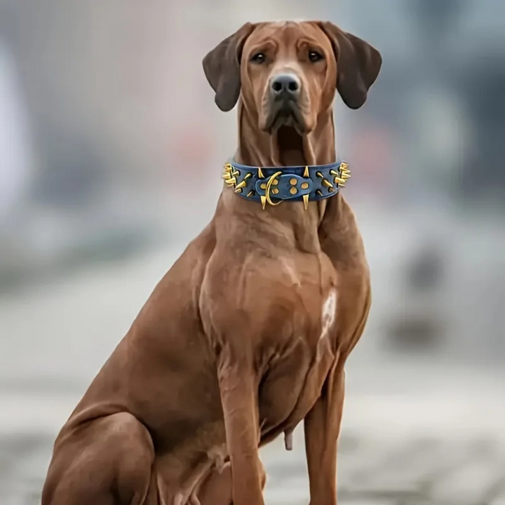 Dog collar with studs for large dogs