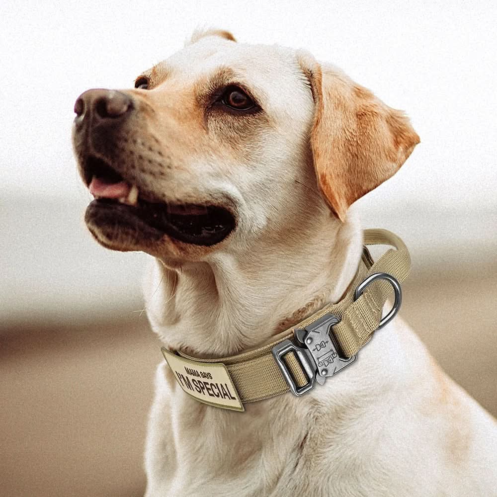 Durable &amp; Adjustable Collar for Training &amp; Everyday Use