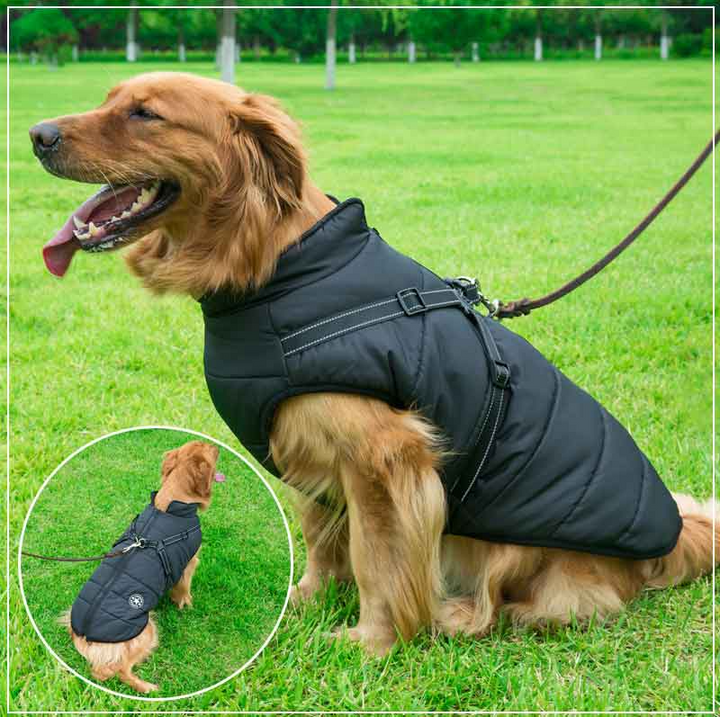 Winter Dog Jacket with Harness |