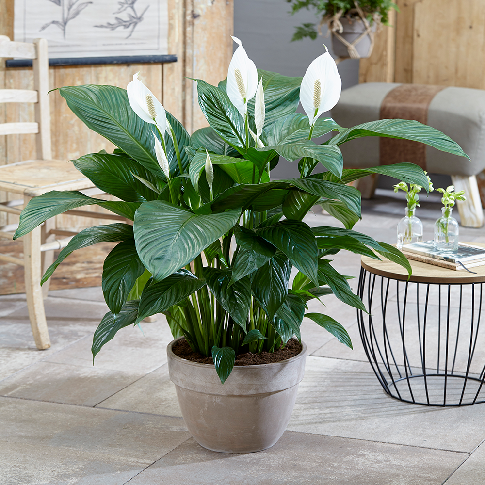 Peace Lily Houseplant