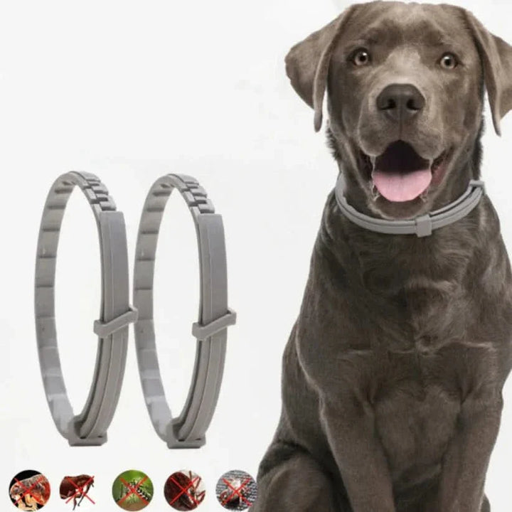 Flea &amp; Tick Protection Collar for Dogs &amp; Cats