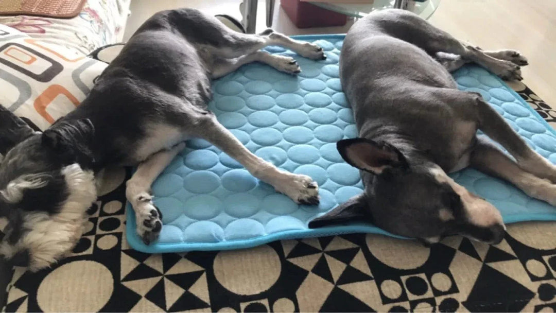 Dog Cooling Mat Summer Pad for Dogs Cat Blanket Breathable Dog Bed Kennel Puppy Sleeping Sofa Cushion Dog Accessories |