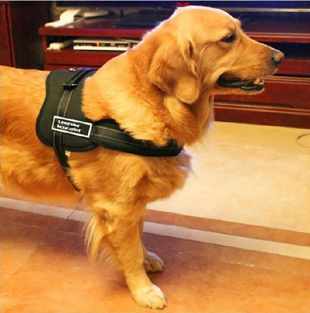 Dog Walking Harness |