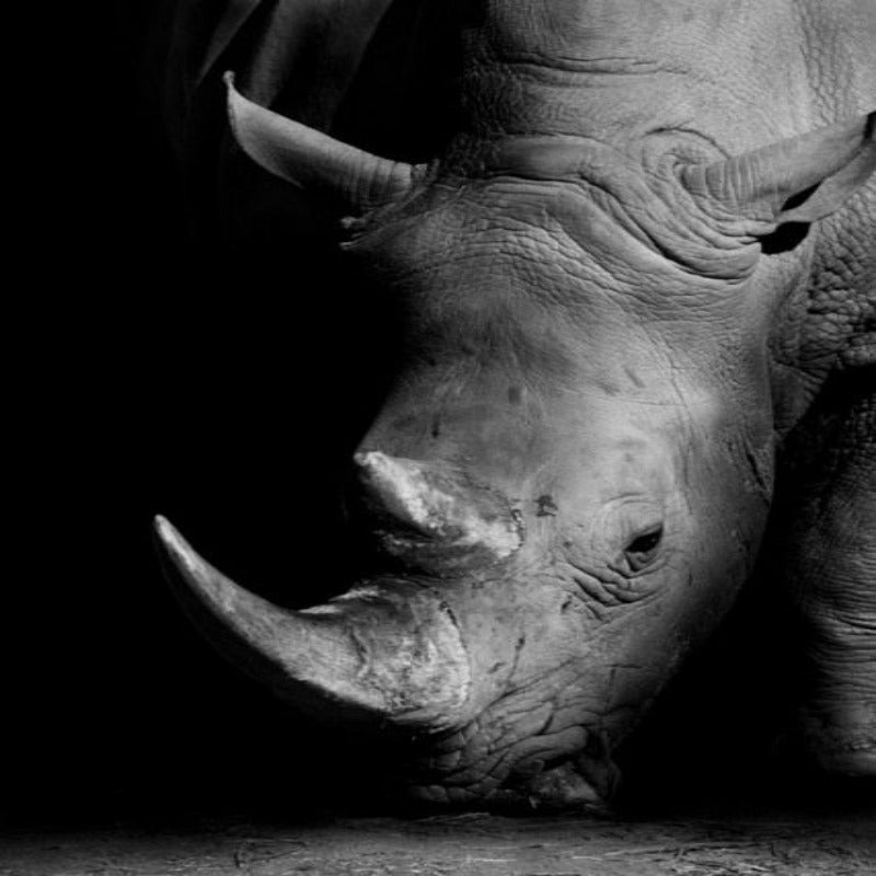 Nature Wild Animals Africa Wildlife Black White - Canvas Wall Art Painting