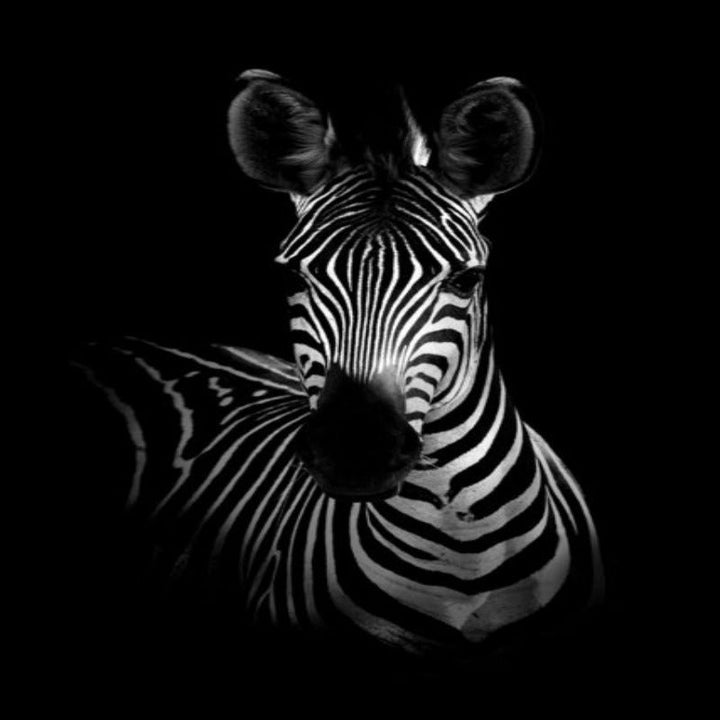 Nature Wild Animals Africa Wildlife Black White - Canvas Wall Art Painting