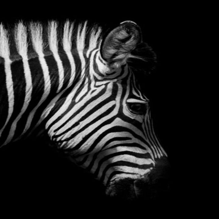 Nature Wild Animals Africa Wildlife Black White - Canvas Wall Art Painting