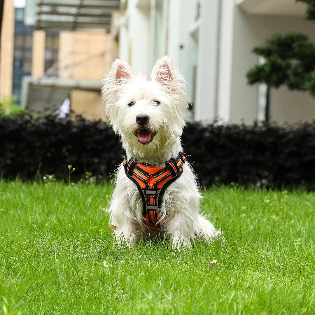 ReflectaGuard •  No Pull Dog Harness