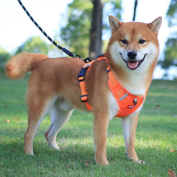 WalkEase Harness – Anti-pull dog harness for relaxed walks &amp; healthy posture